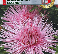 Астра китайская Валькирия селект Сальмон