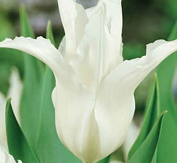 Тюльпан (Лилиецветный) - Тре Шик