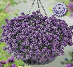 Алиссум клеа Кристал Парпл Шейдес