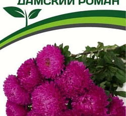 Астра китайская Дамский Роман (Хризантелла)