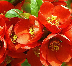 Айва красивая - Ред Кимоно (Люкс) 