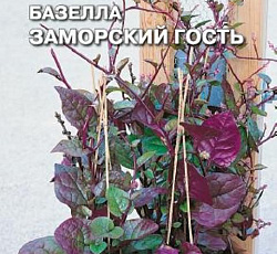 Базелла Заморский гость