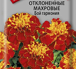 Бархатцы отклоненные махровые Бой гармония