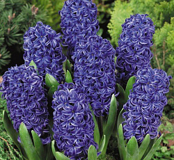 Гиацинт (садовый) - Блу Перл