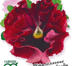 Виола Фламенко красная F1