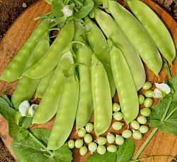 Горох Сахарный 2