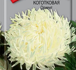 Астра Коготковая Ориент