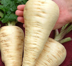 Пастернак Русский размер