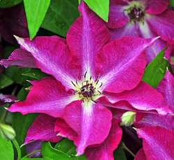 Клематис (крупноцветковый) - Вива Полония (Люкс)