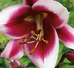 Лилия (ОТ-гибрид) - Фризо