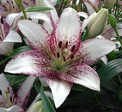 Лилия (ЛА-гибрид) - Свит Дзаника