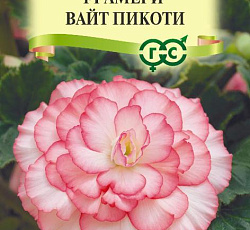 Бегония клубневая Амери вайт пикоти F1