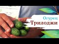 Видео о товаре