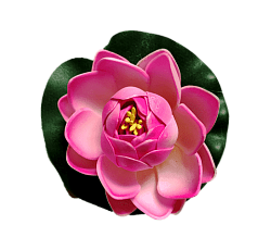 Лилия водоплавающая Розовая d-10см