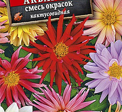 Георгина кактусовидная Летняя акварель (смесь окрасок)